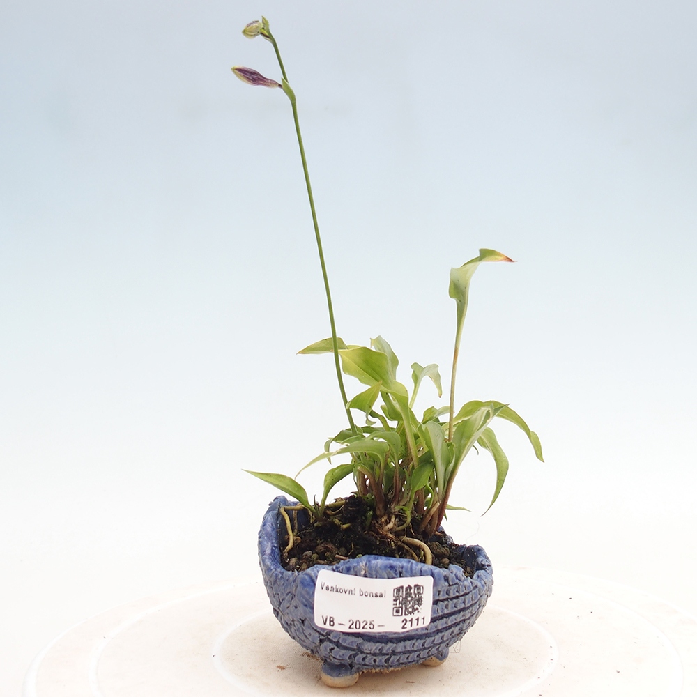 Buiten bonsai - Mini Hosta - Bohyška