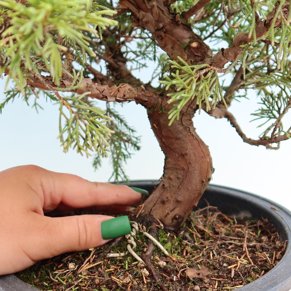 Bonsai voor buiten - Juniperus chinensis Itoigawa-Juniperus chinensis