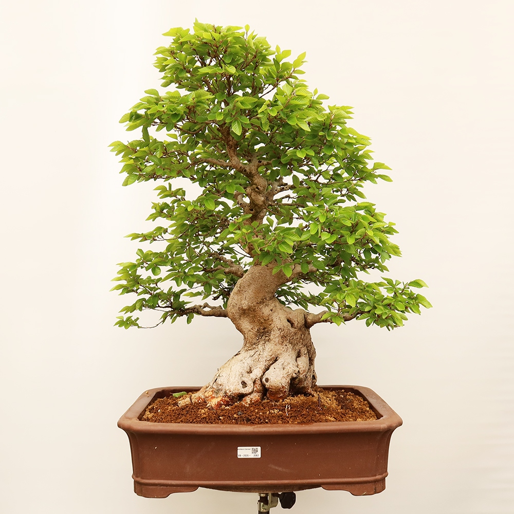Bonsai voor buiten -Carpinus Coreana - Koreaanse haagbeuk