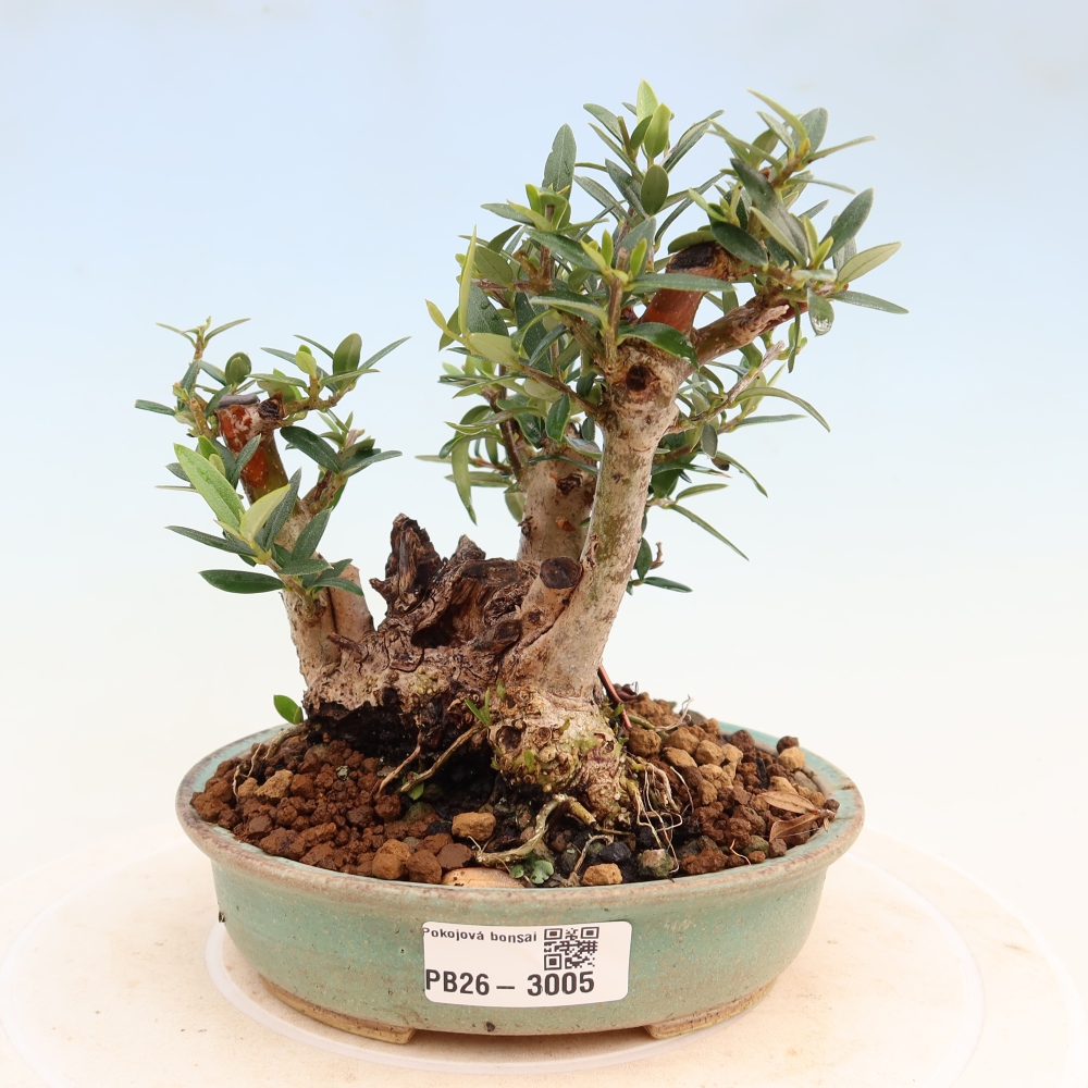 Bonsai voor binnen - Olea europaea sylvestris