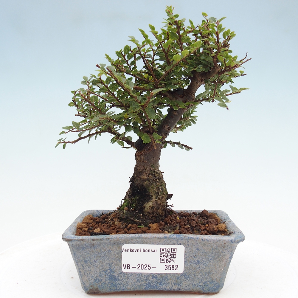 Bonsai voor buiten - Ulmus parvifolia Hokkaido - Chinese iep