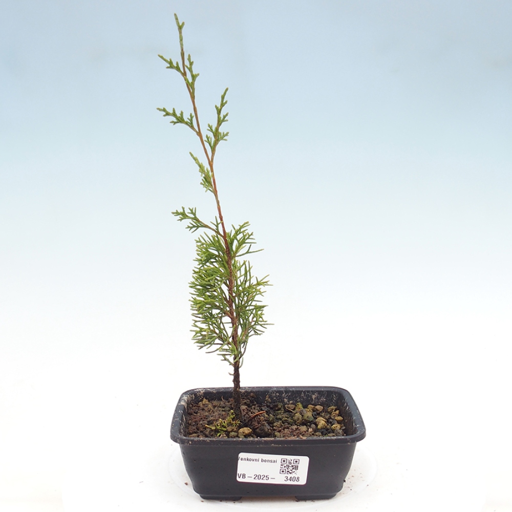 Bonsai voor buiten - Juniperus chinensis Itoigawa