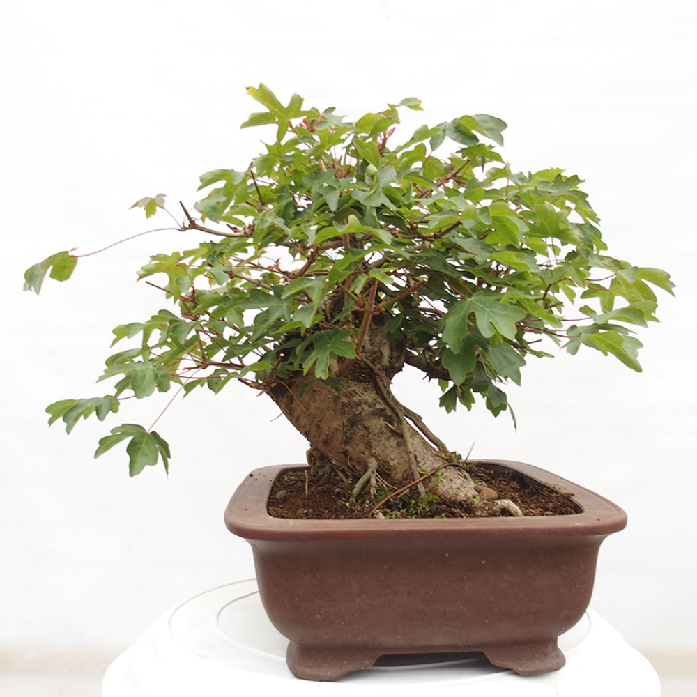 Bonsai voor buiten -Javor babyka - Acer campestre