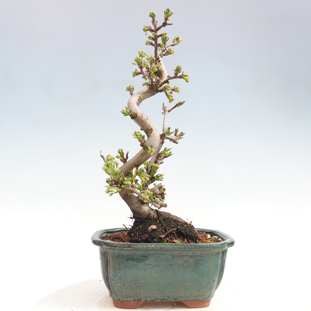 Bonsai voor buiten - Malus sargentii - Appelboom met kleine vruchten