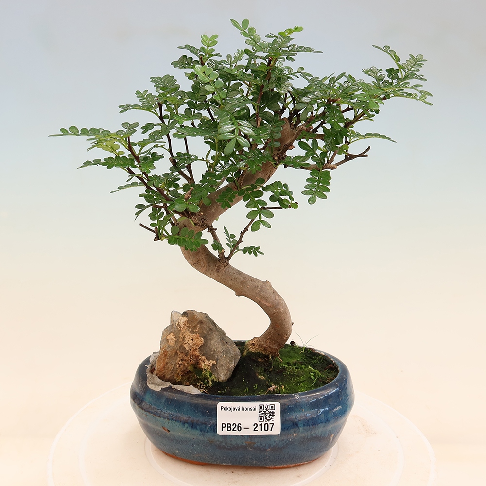 Kamerbonsai - Zantoxylum piperitum - peperboom