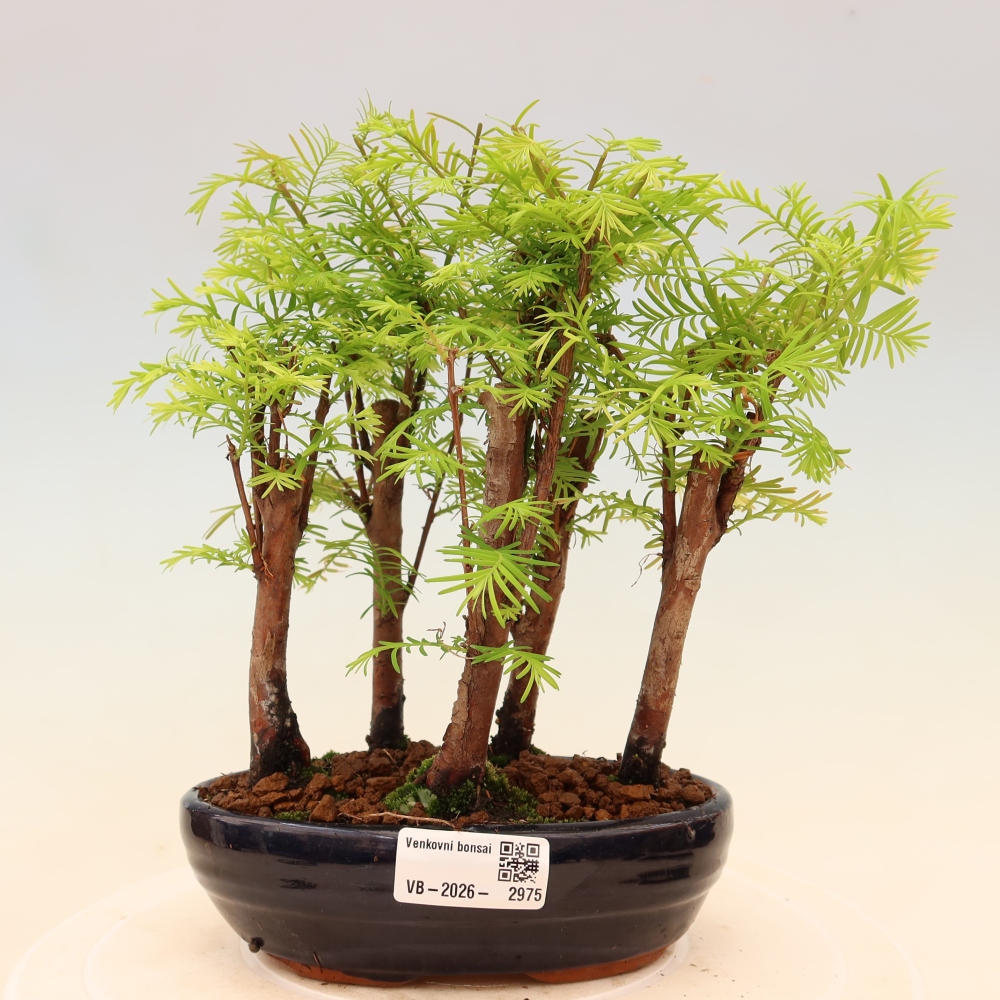 Buitenbonsai - Metasequoia glyptostroboides - Chinese metasequoia - bosje