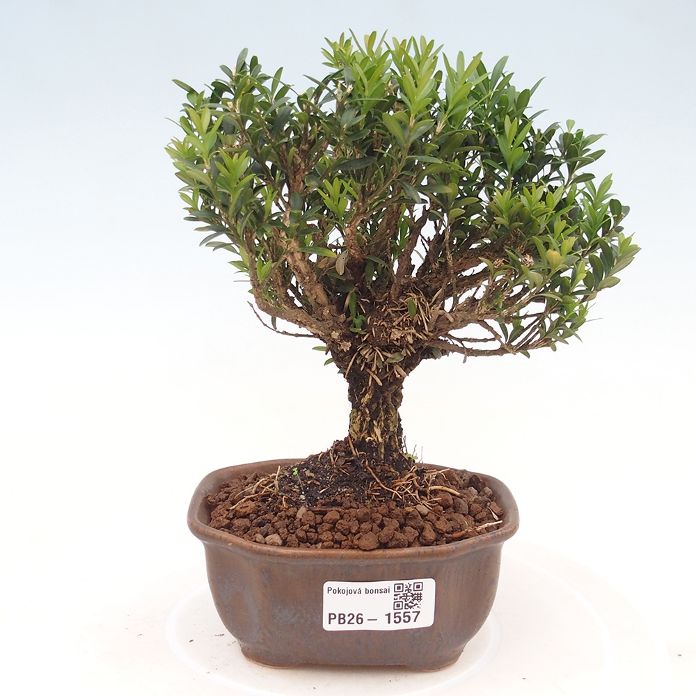 Kamerbonsai - Buxus harlandii - kurk buxus