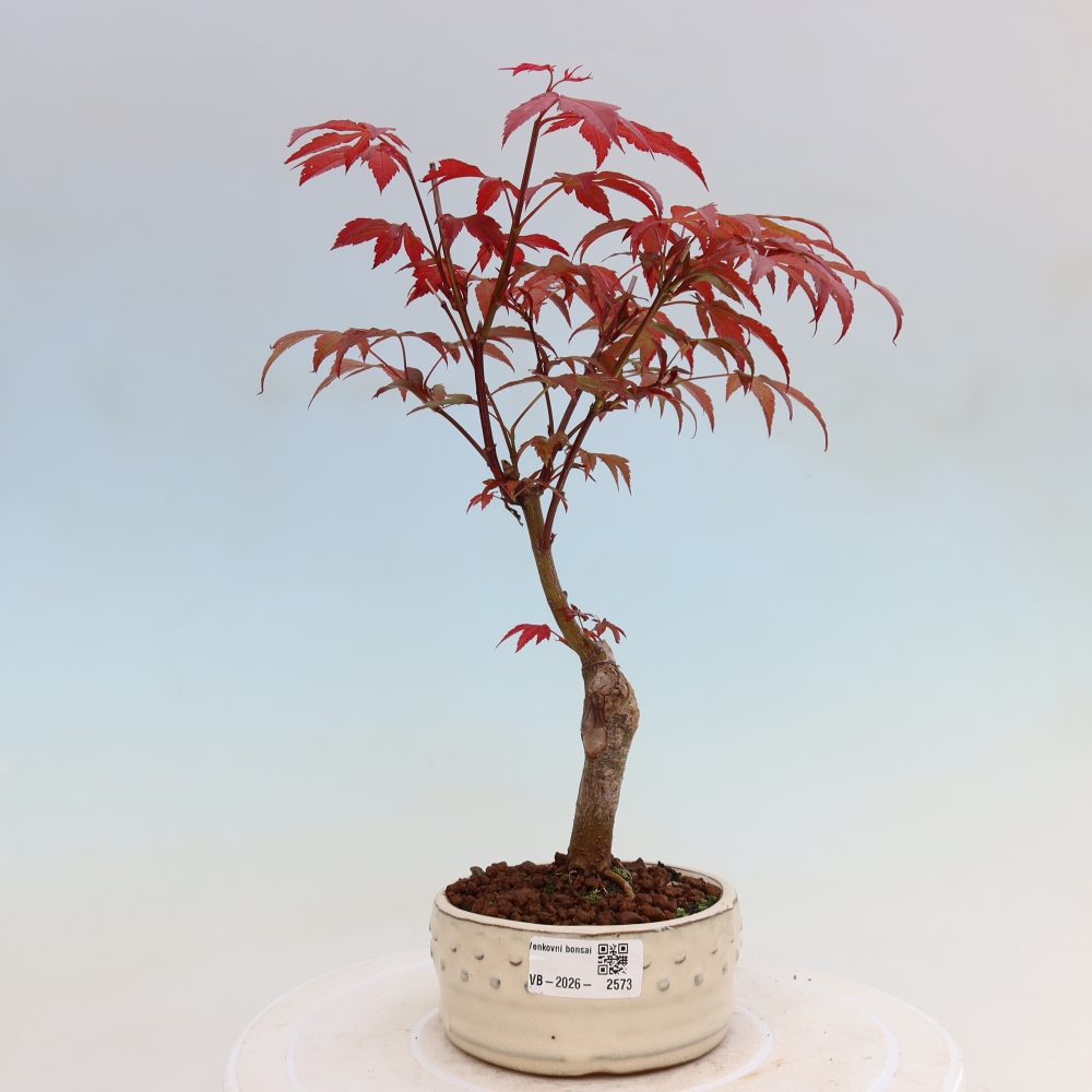 Bonsai voor buiten - Acer palm. Atropurpureum-Javorpalm