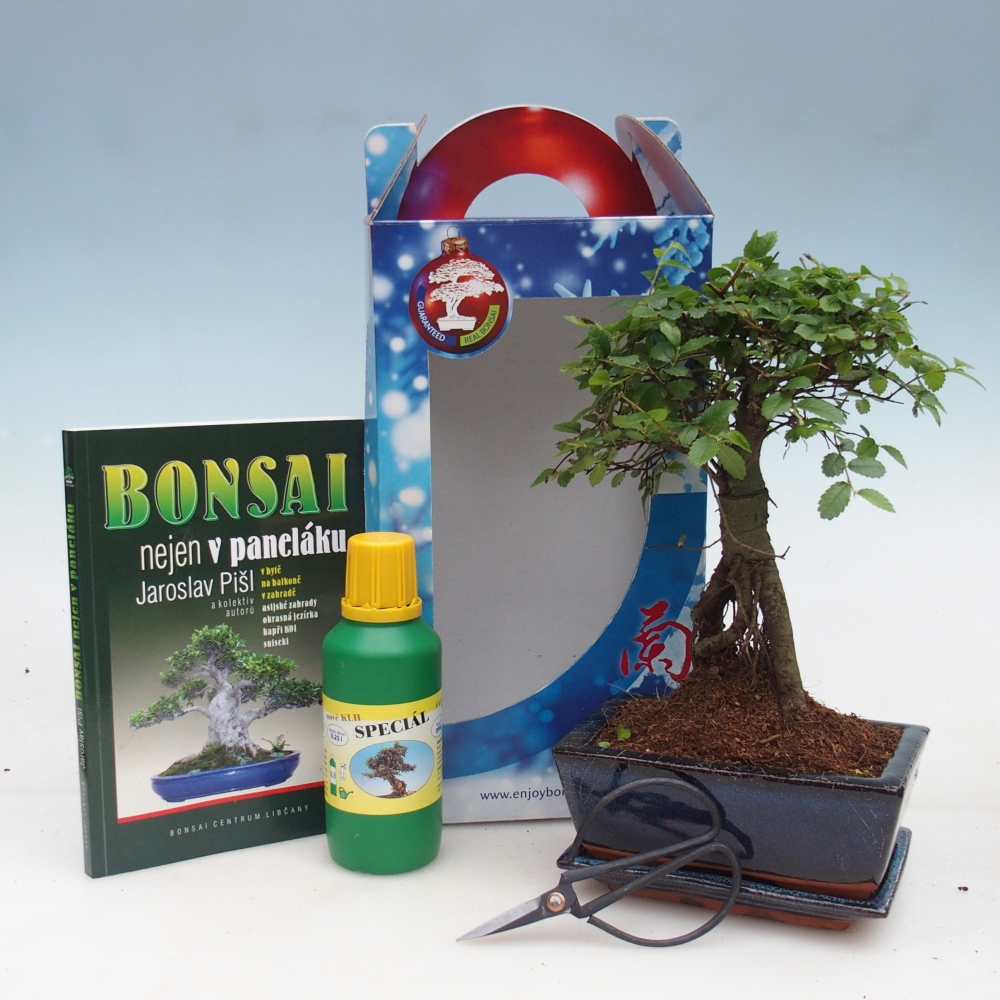 Kamerbonsai in geschenkverpakking