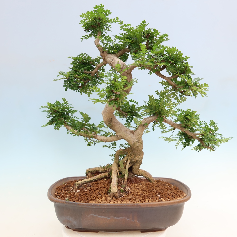 Kamerbonsai - Zantoxylum piperitum - peperboom