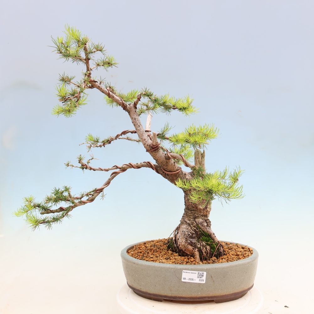 Bonsai voor buiten -Larix decidua - Lariks