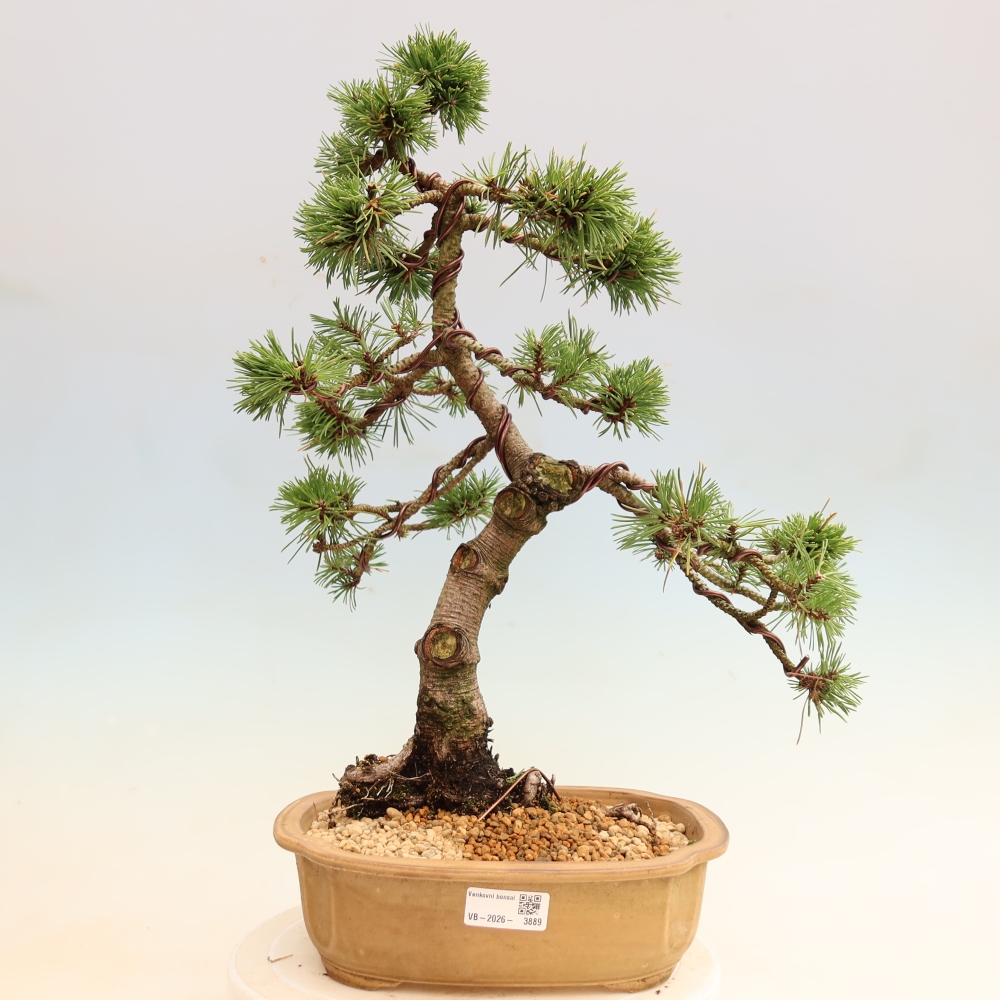 Bonsai voor buiten - Pinus mugo Humpy  - Bergden