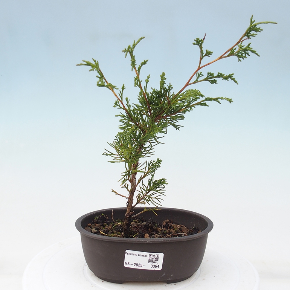 Bonsai voor buiten - Juniperus chinensis Itoigawa
