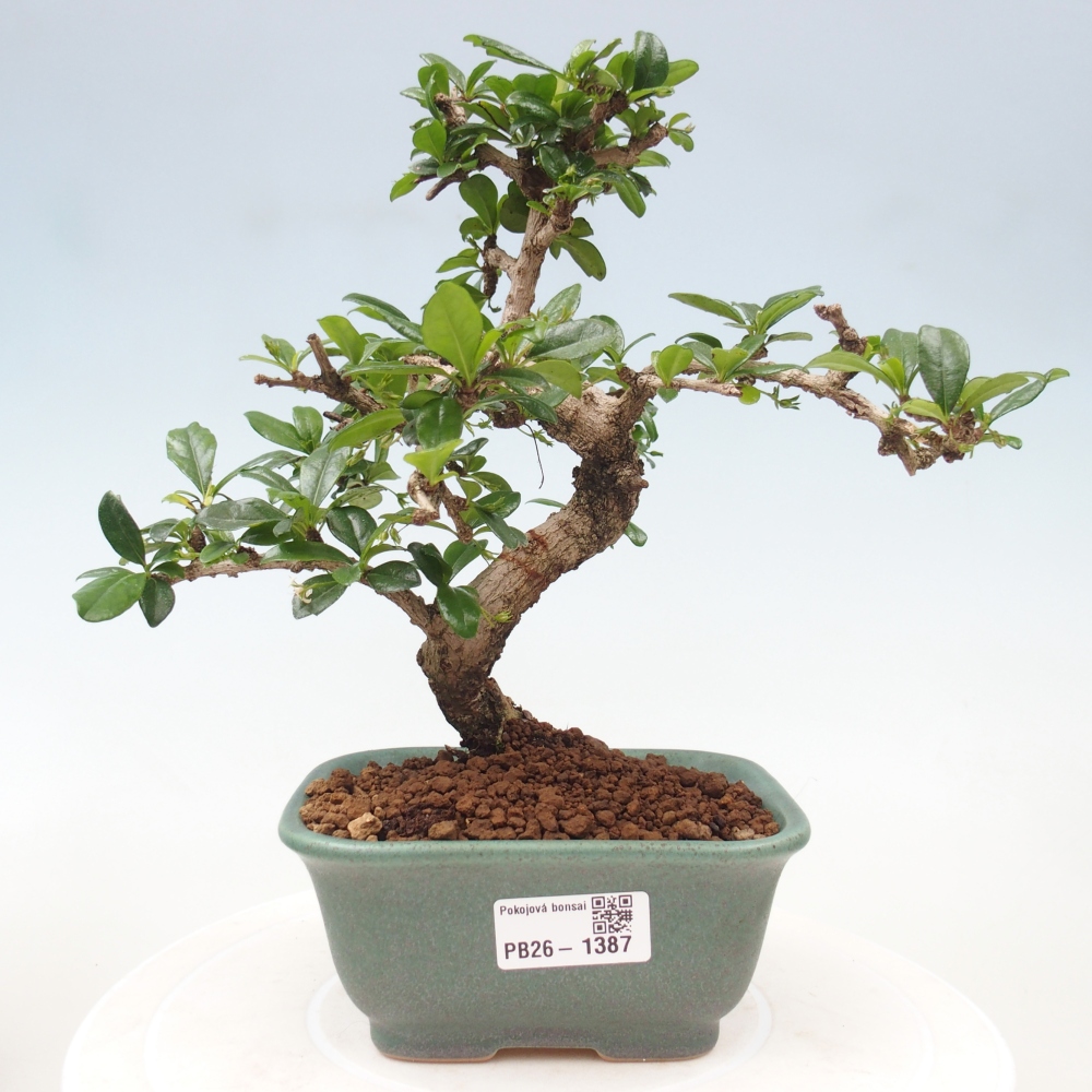 Kamerbonsai - Carmona macrophylla - Thee fuki