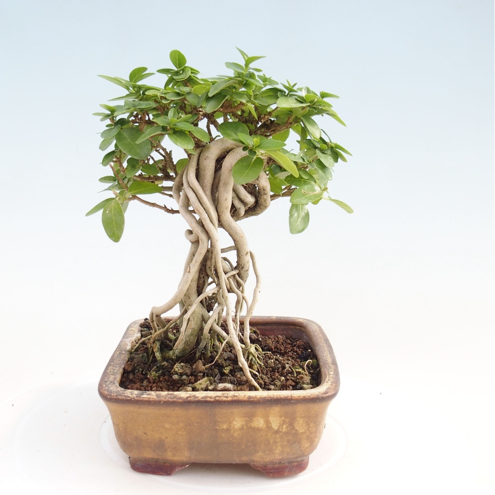 Bonsai voor binnen - Premna serratifolia - Kozlovna malolista