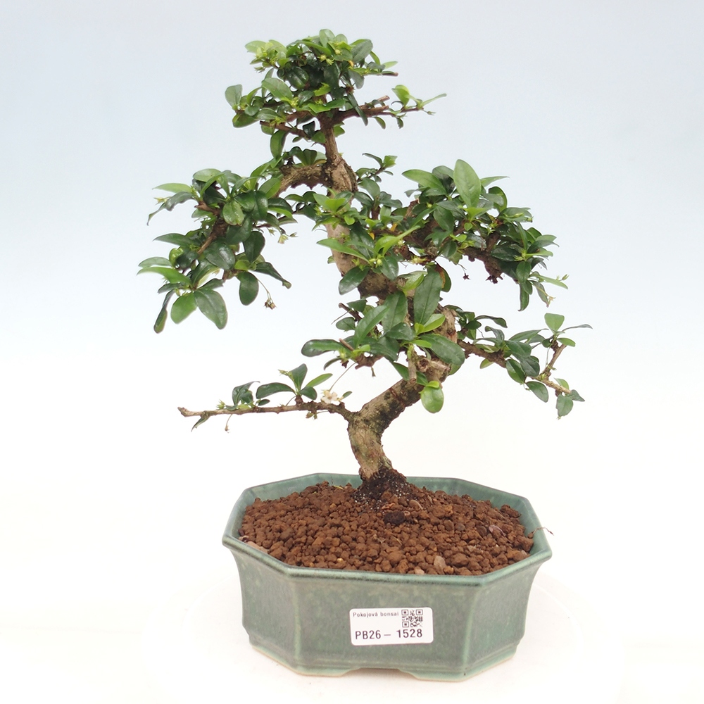 Kamerbonsai - Carmona macrophylla - Thee fuki