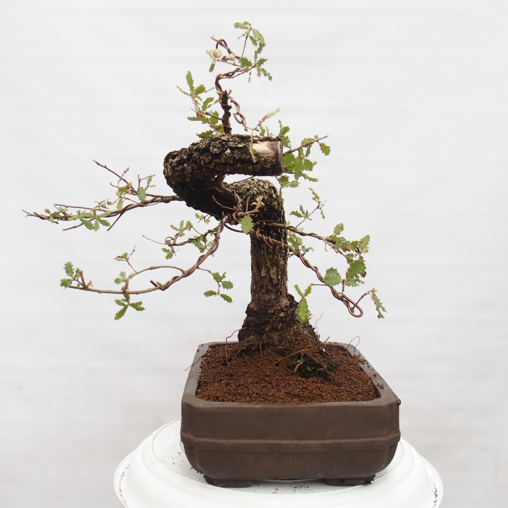 Yamadori - Quercus Ilex -Oakhulst