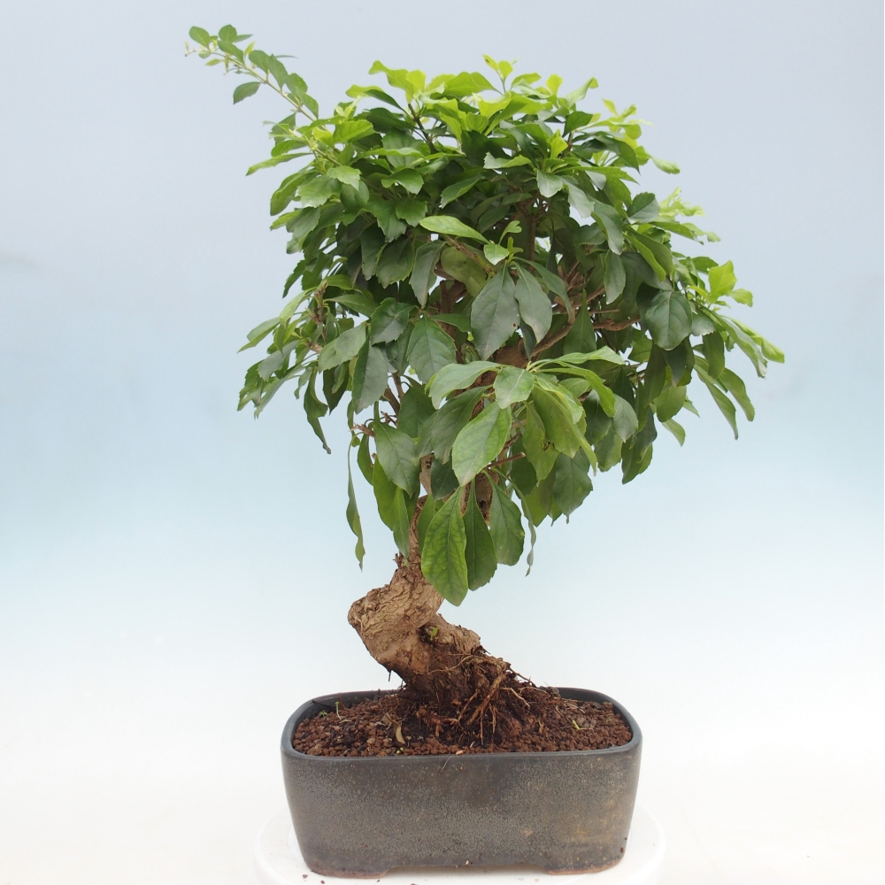 Kamerbonsai - Duranta repens -Duranta