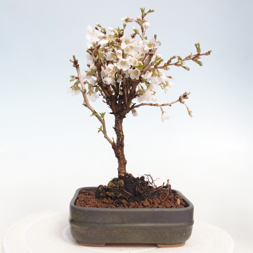 Bonsai voor buiten - Prunus incisa Kojou-no mai-Plivon uitgesneden