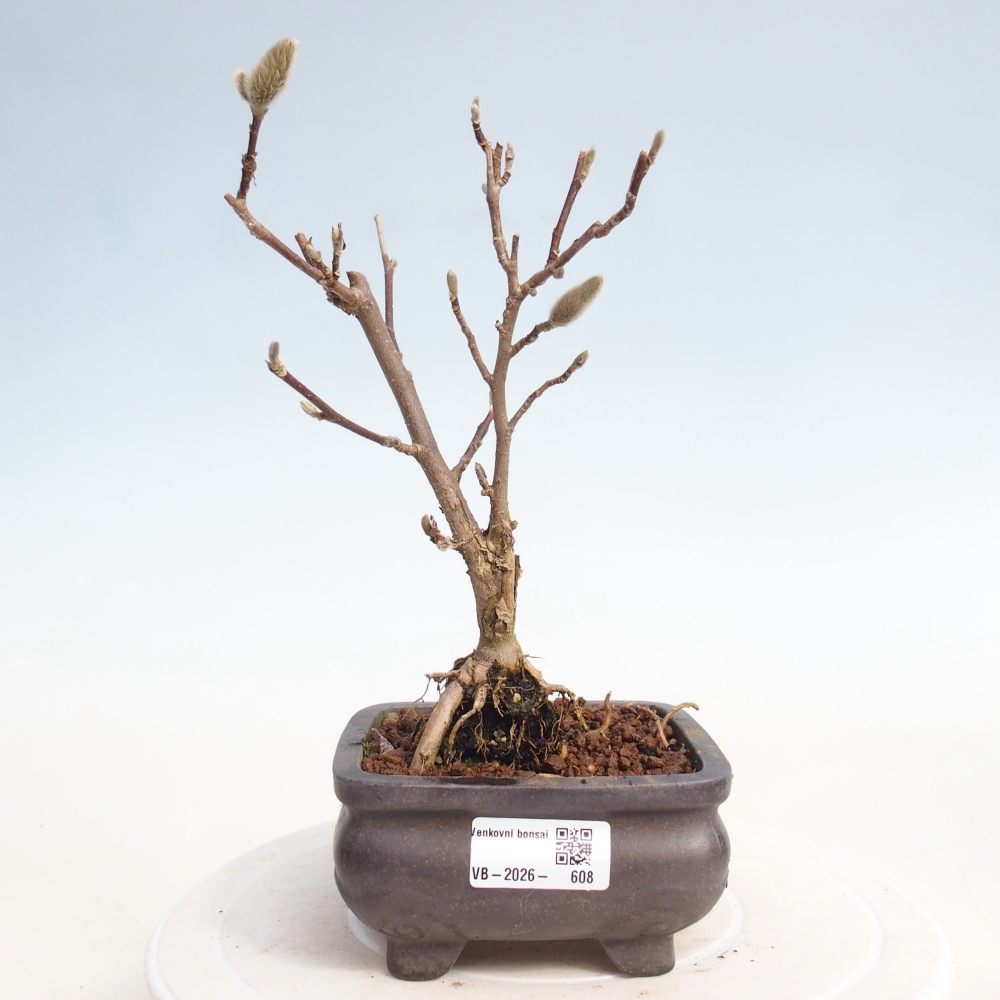 Bonsai voor buiten - Magnolia stellata