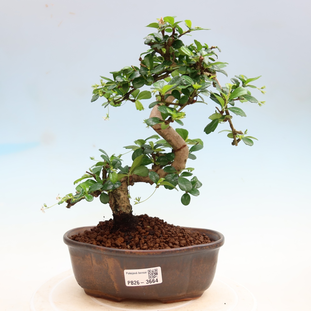 Kamerbonsai - Carmona macrophylla - Thee fuki