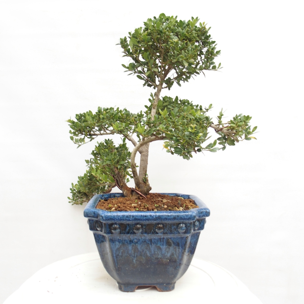 Kamerbonsai - Ilex crenata - Hulst