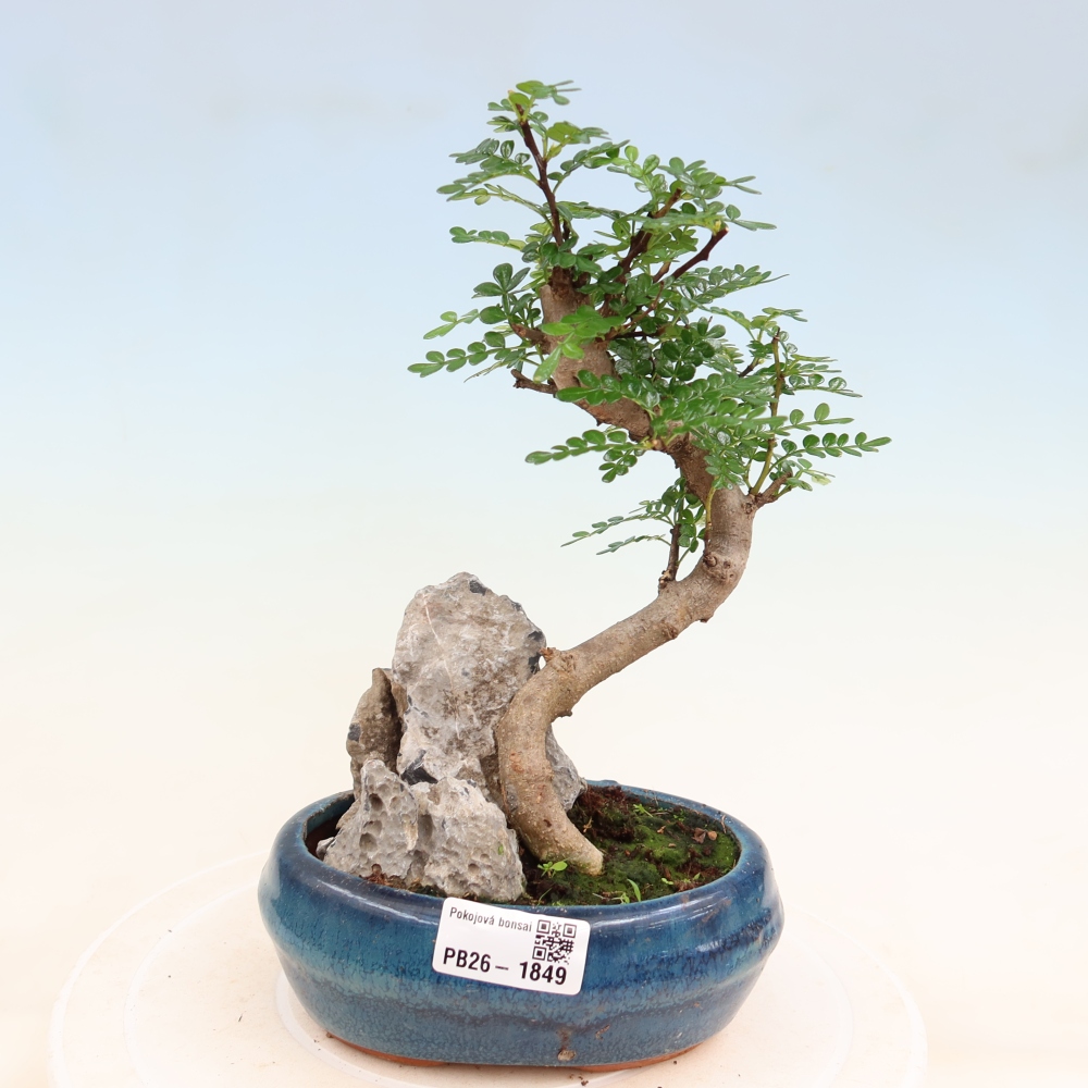 Kamerbonsai - Zantoxylum piperitum - peperboom