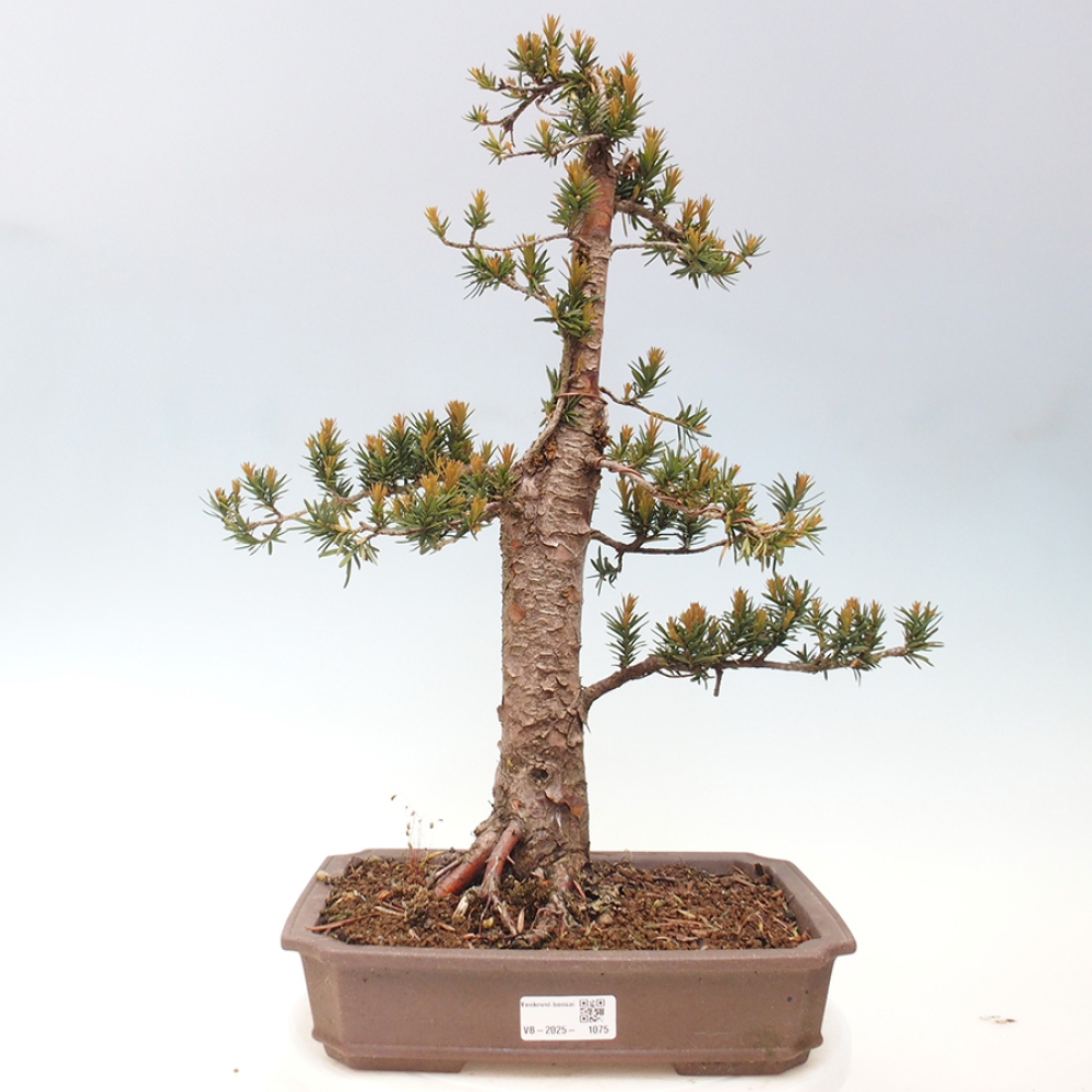 Bonsai voor buiten - Taxus cuspidata - Japanse Taxus