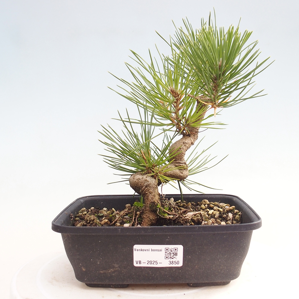 Bonsai voor buiten - Pinus thunbergii - Thunberg den