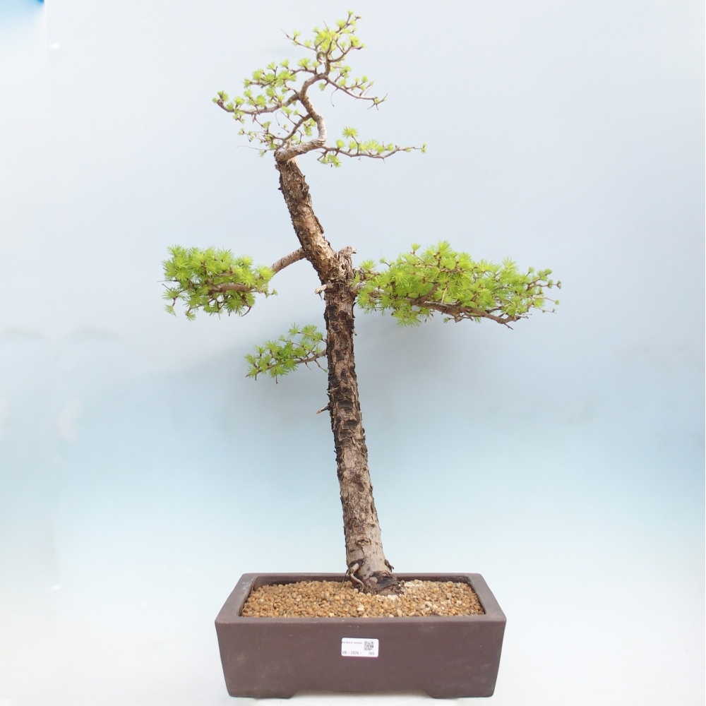 Bonsai voor buiten -Larix decidua - Lariks