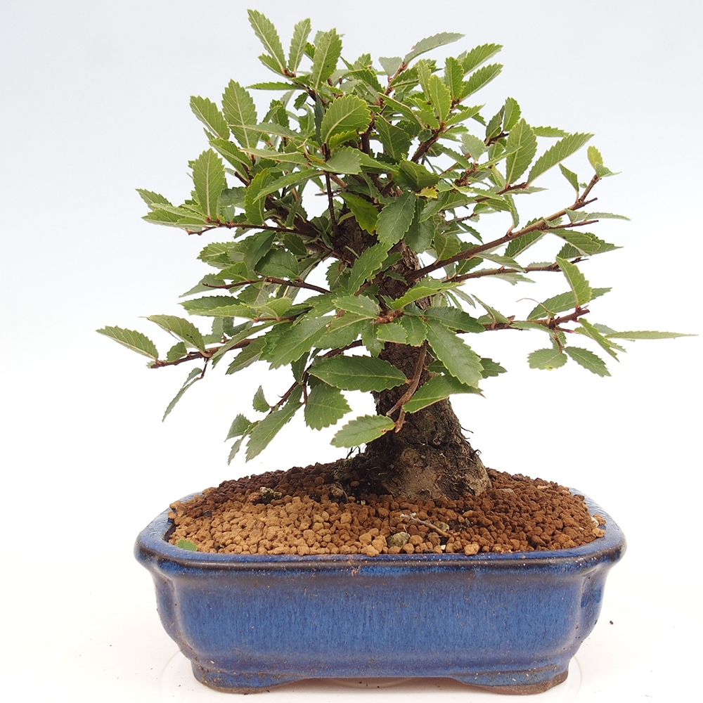 Bonsai voor buiten - Zelkova - Zelkova NIRE
