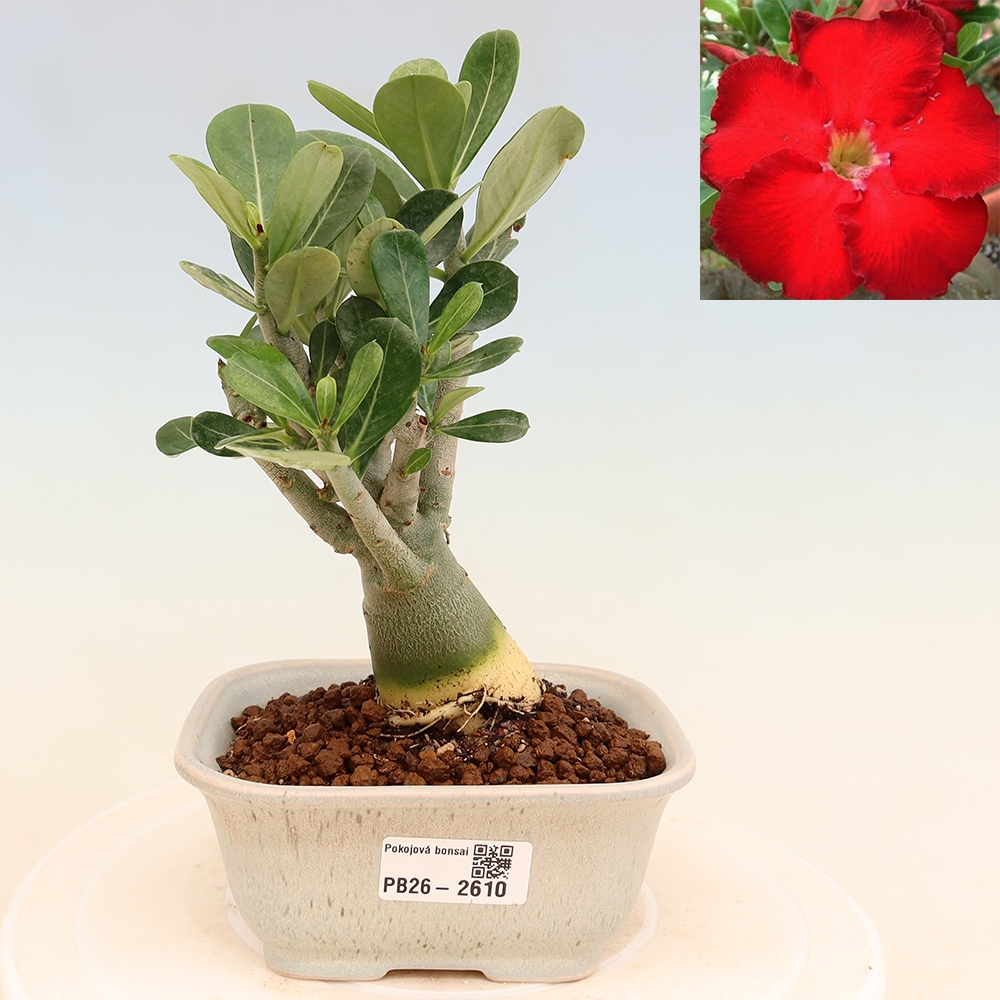 Kamerbonsai - Adenium obesum Red Star - Woestijnroos