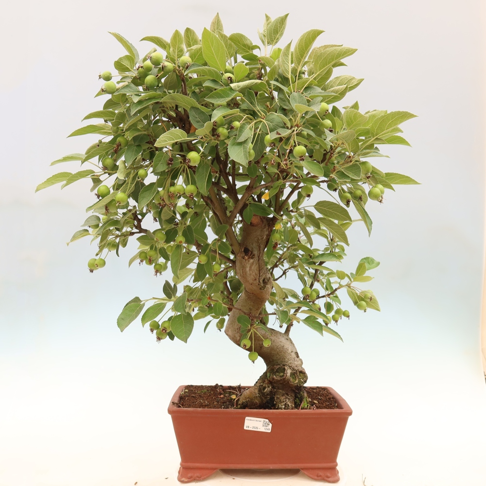 Bonsai voor buiten -Malus halliana - Appelboom met kleine vruchten
