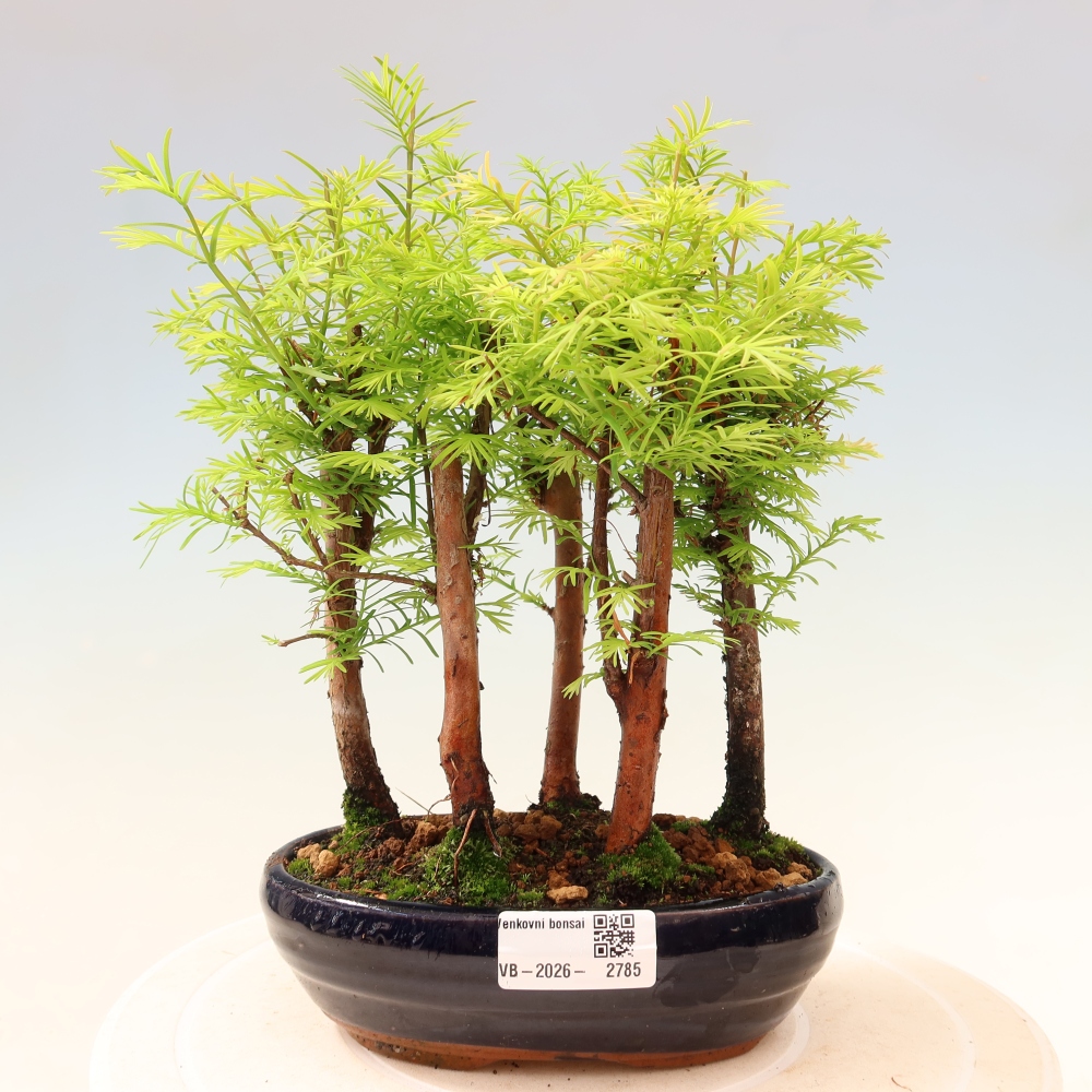 Buitenbonsai - Metasequoia glyptostroboides - Chinese metasequoia - bosje