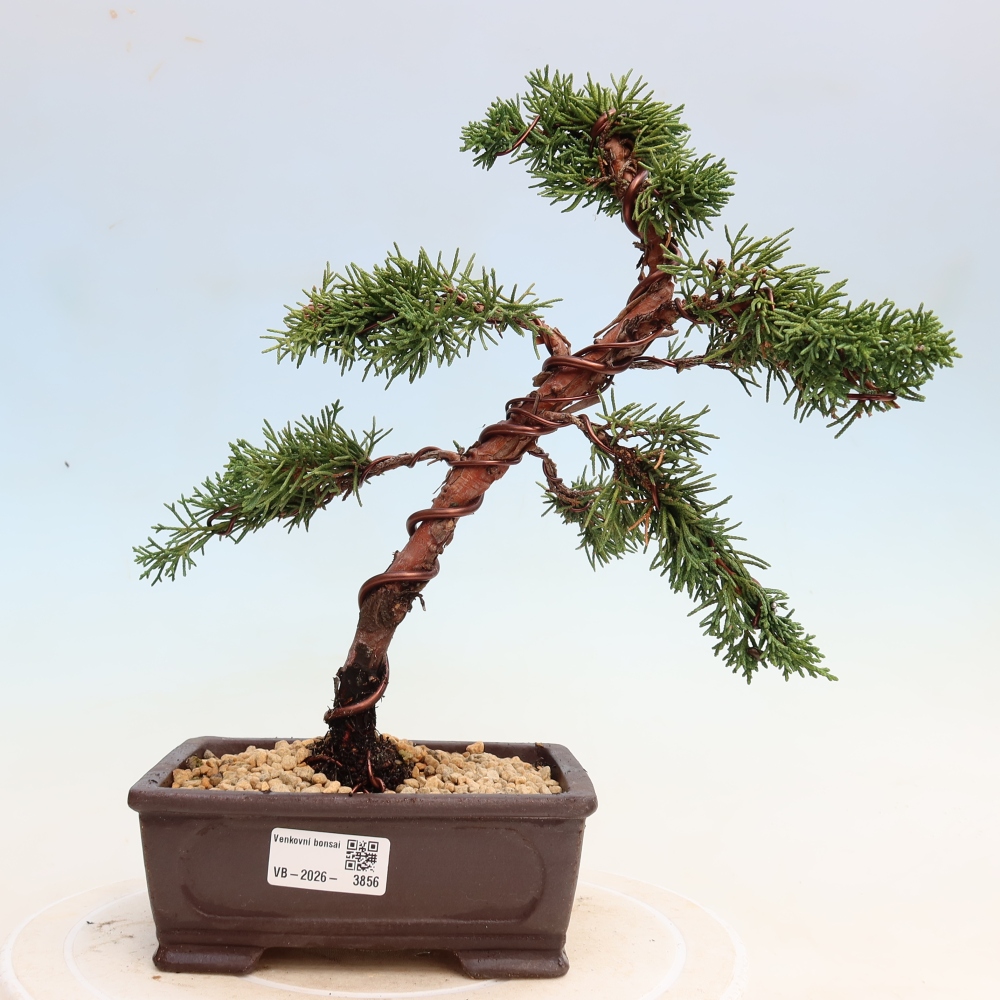 Bonsai voor buiten - Juniperus chinensis Kishu