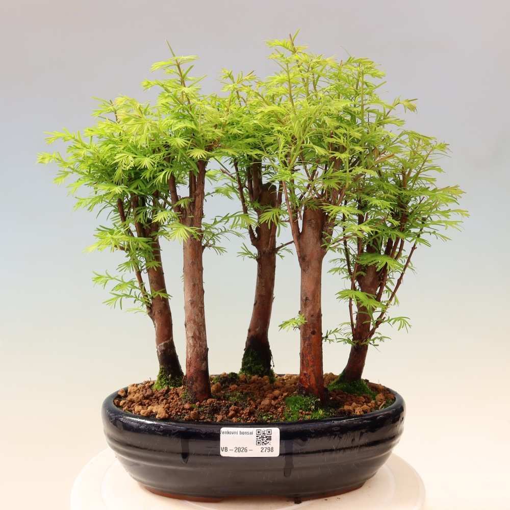 Buitenbonsai - Metasequoia glyptostroboides - Chinese metasequoia - bosje