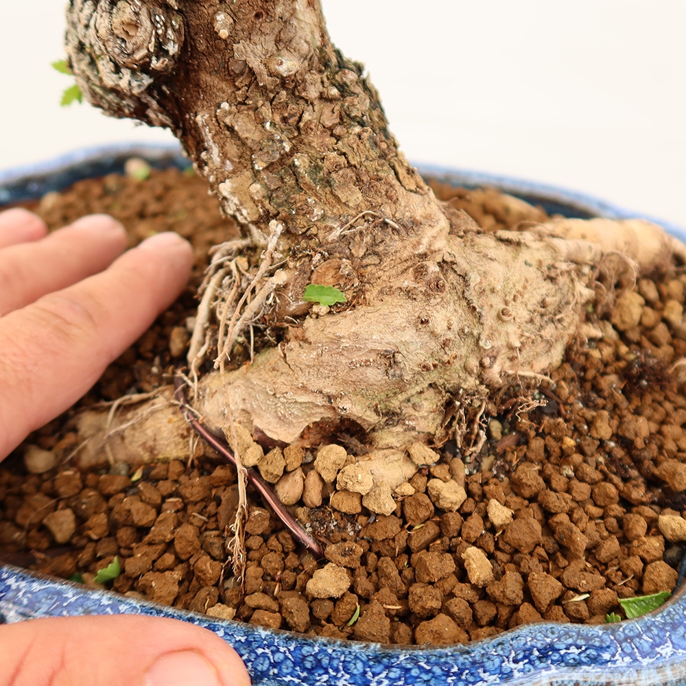 Bonsai voor buiten - Zelkova - Zelkova NIRE