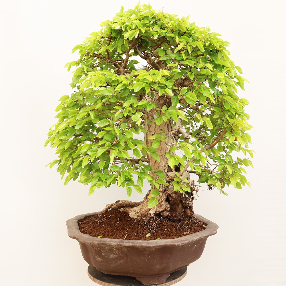 Bonsai voor buiten -Carpinus Coreana - Koreaanse haagbeuk