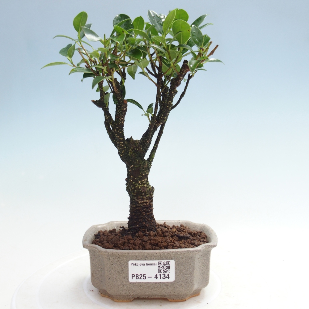 Kamer bonsai Ficus retusa kimmen