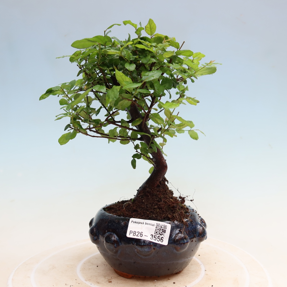 Kamerbonsai - Sageretia thea - Sageretia thea