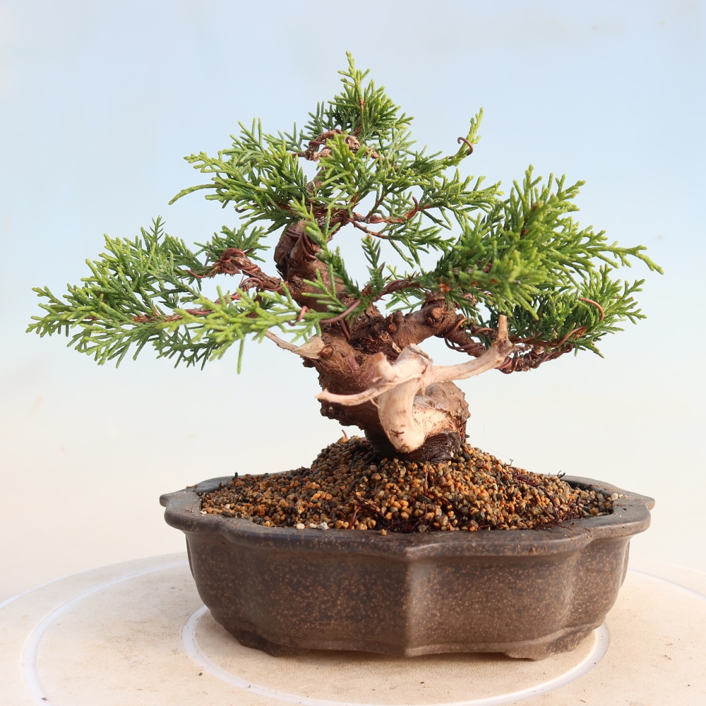 Bonsai voor buiten - Juniperus chinensis Itoigawa