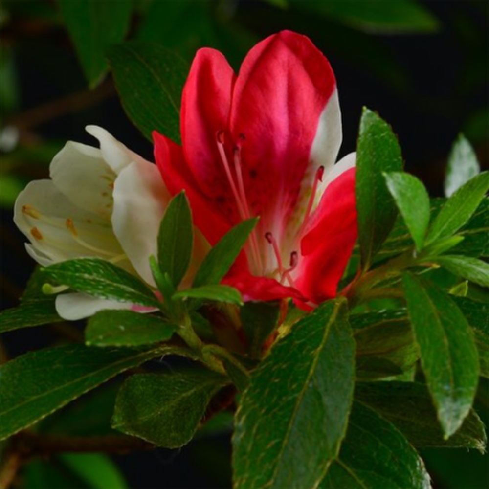 Bonsai voor buiten - Japanse Azalea - Azalea Senhime