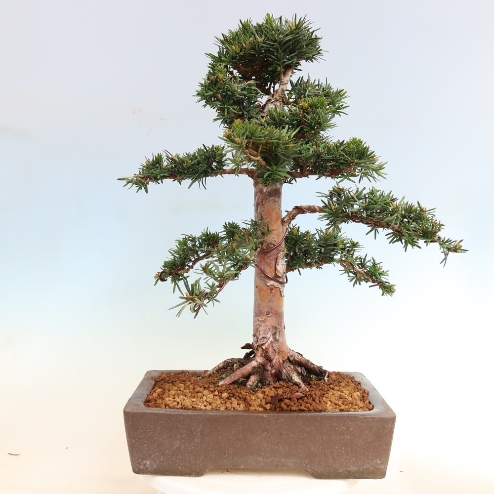 Bonsai voor buiten - Taxus cuspidata - Japanse Taxus