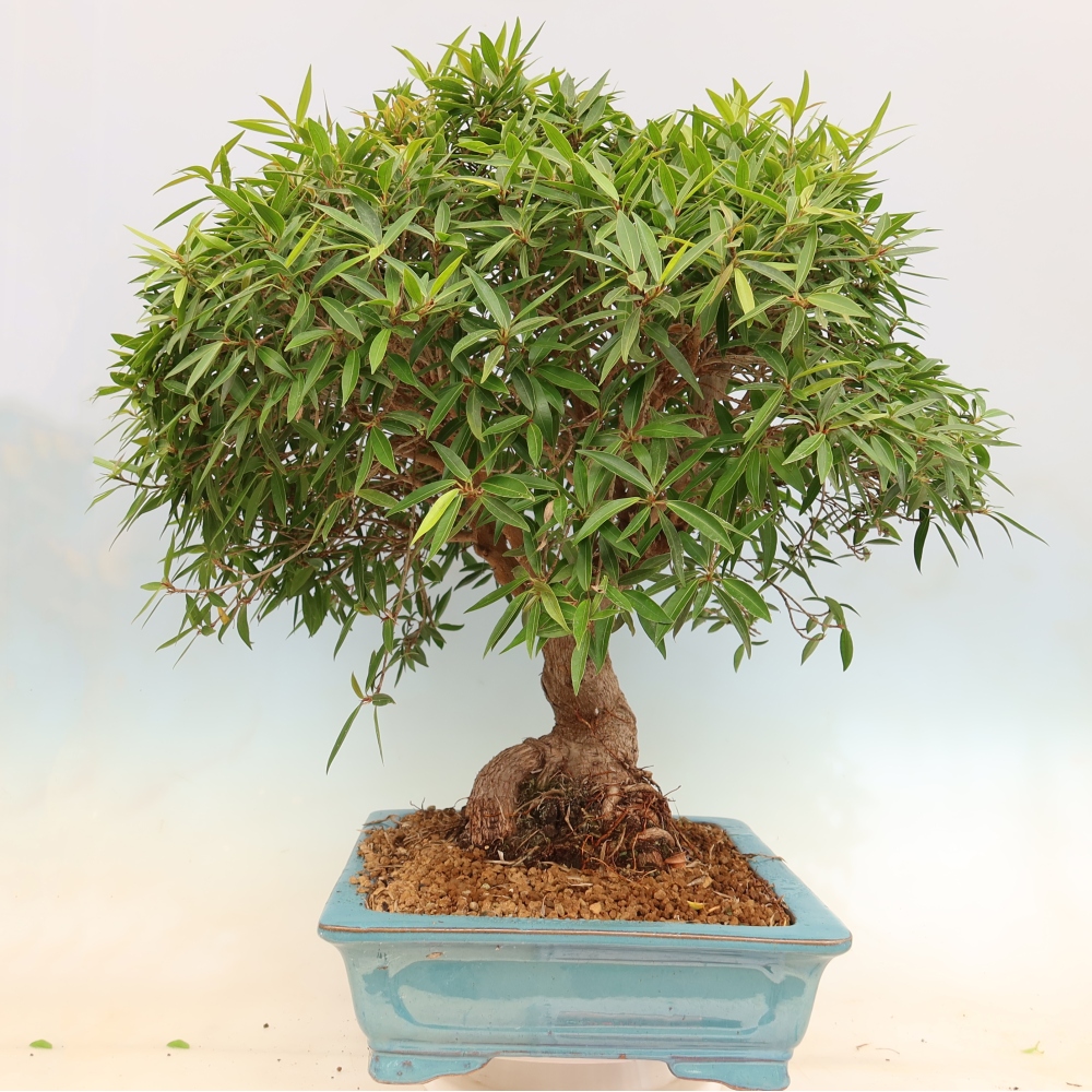 Kamerbonsai - Ficus nerifolia - kleinbladige ficus