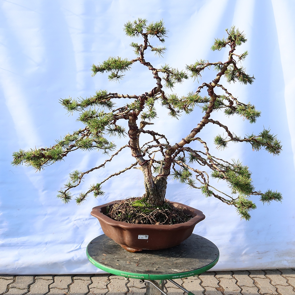 Pinus sylvestris Spanje - grove den
