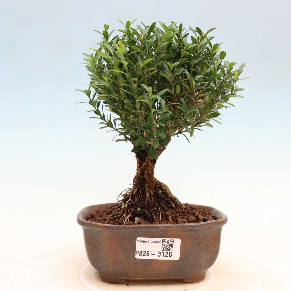 Kamerbonsai - Buxus harlandii - kurk buxus