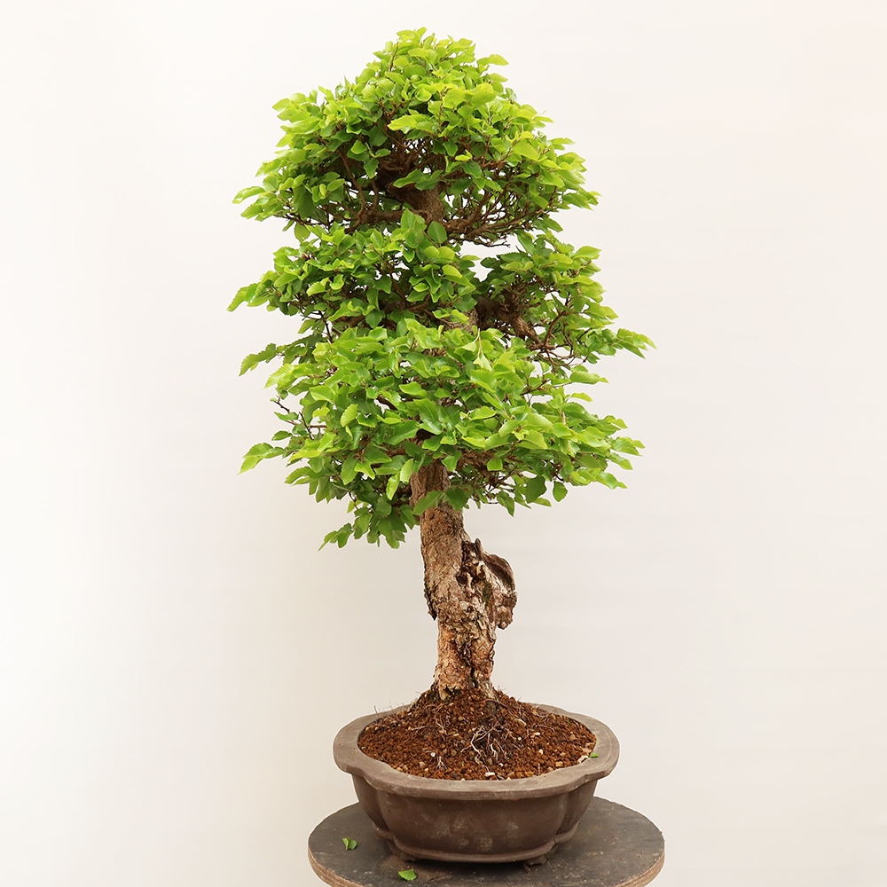 Bonsai voor buiten -Carpinus Coreana - Koreaanse haagbeuk