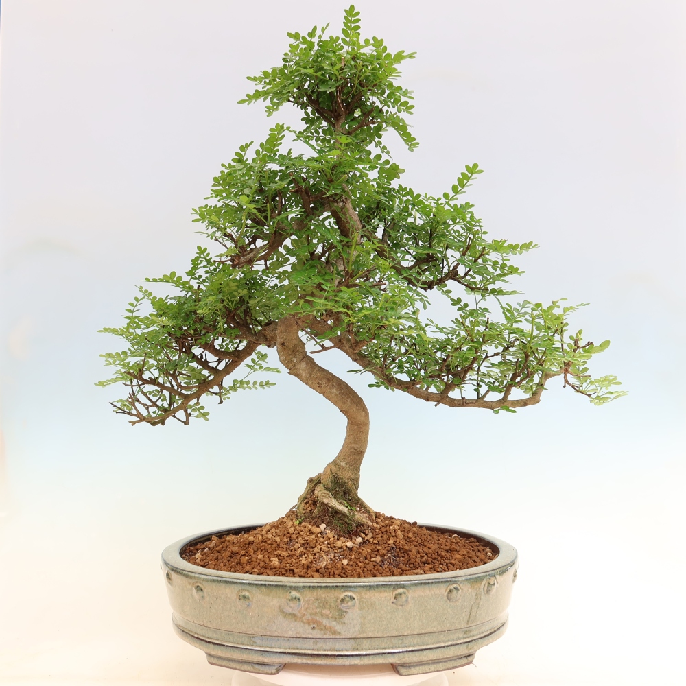 Kamerbonsai - Zantoxylum piperitum - peperboom