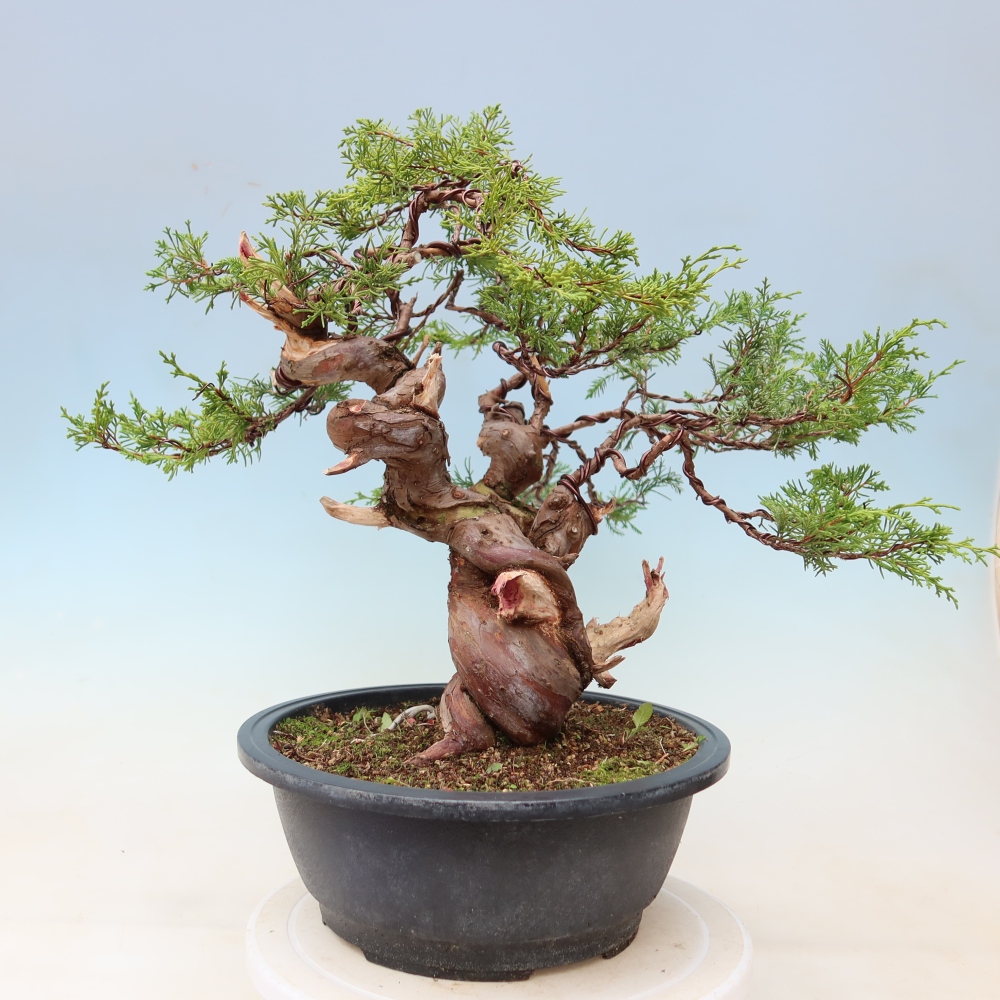 Bonsai voor buiten - Juniperus chinensis Itoigawa-Juniperus chinensis