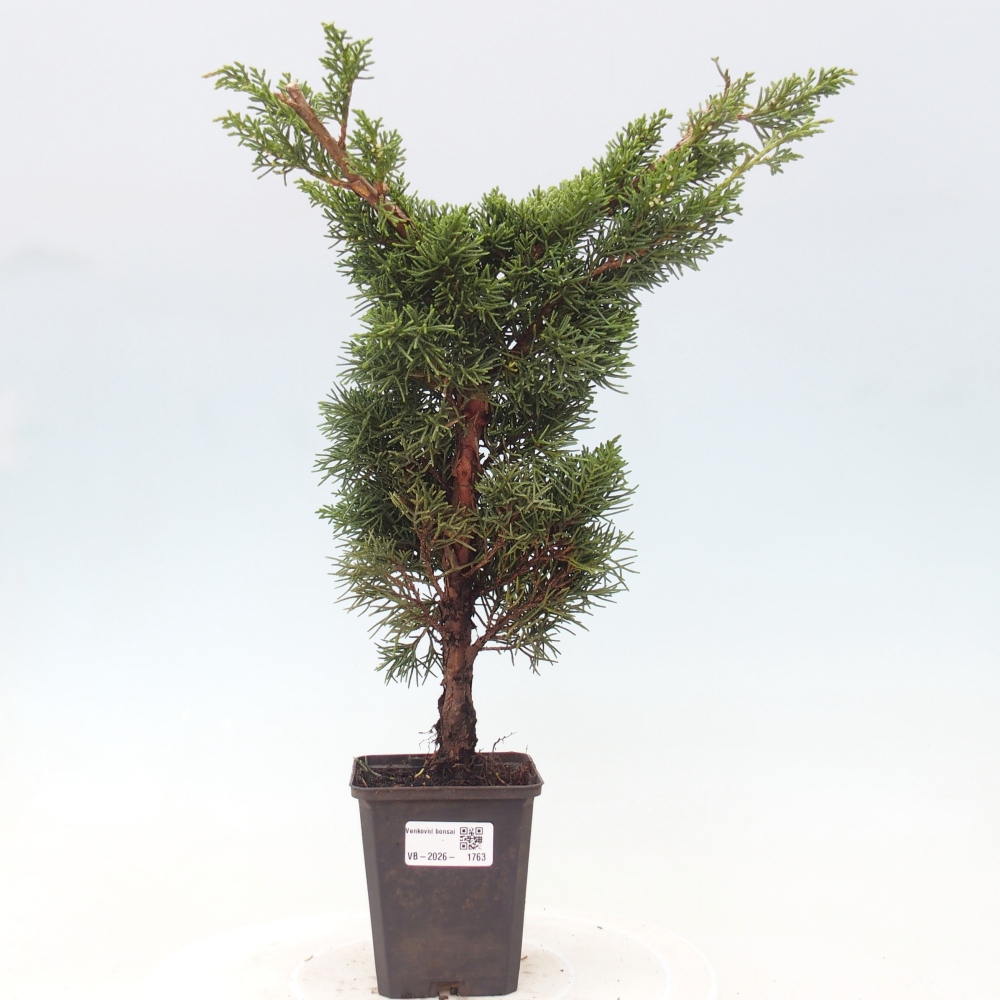 Bonsai voor buiten - Juniperus chinensis Kishu